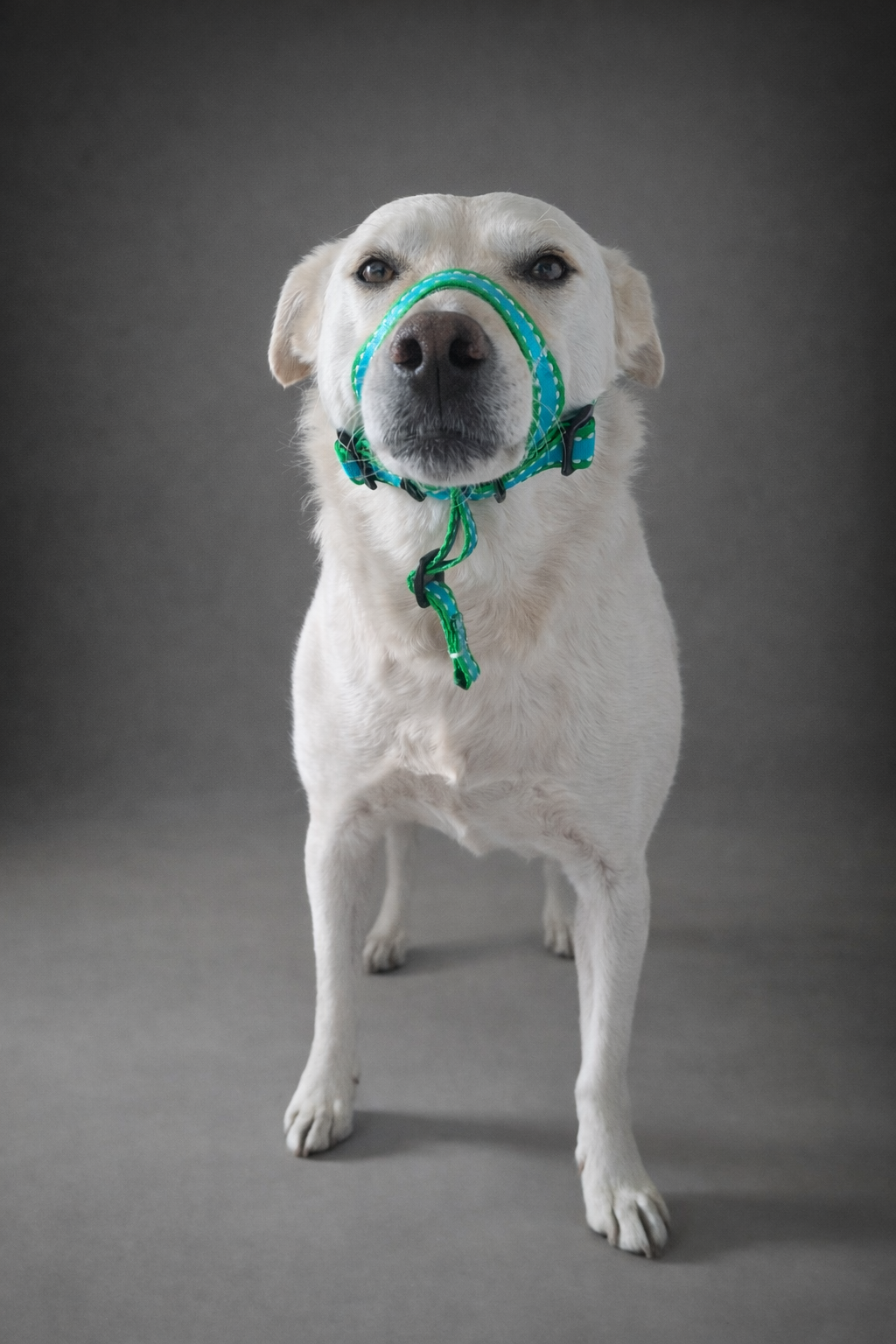 Collar Halti talla M + cordon de seguridad