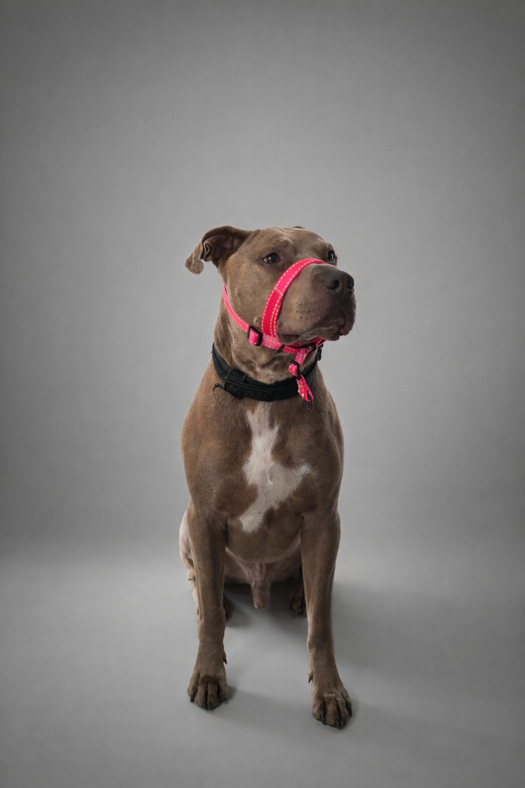 Collar Halti talle L + cordon de seguridad